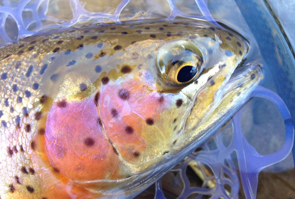 Footage From Green River Trip