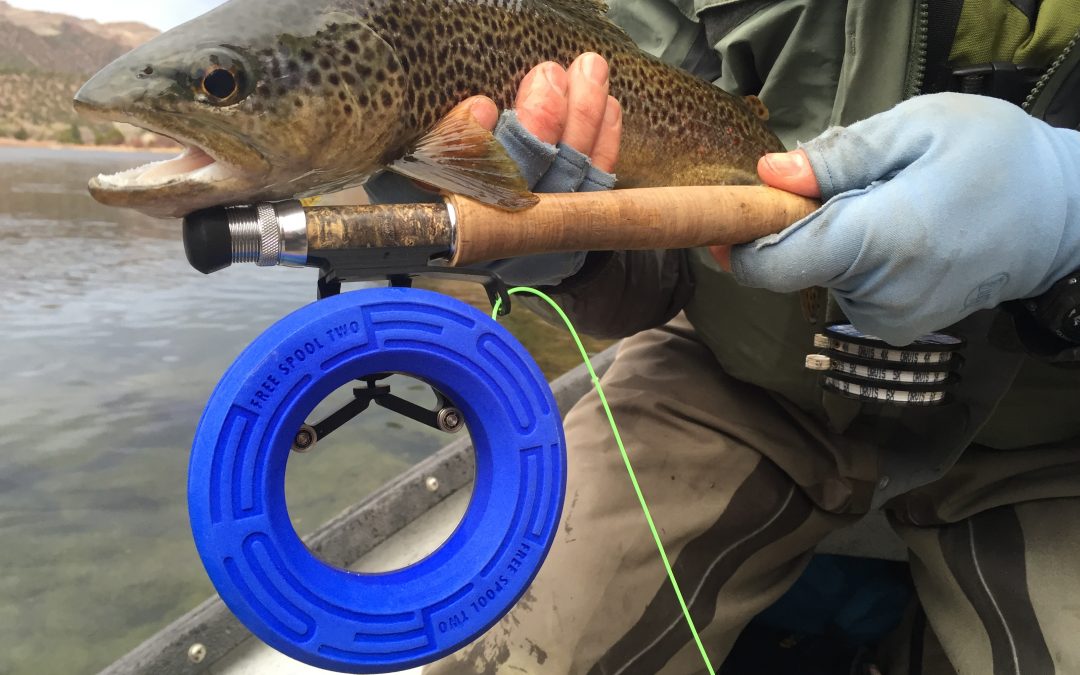 Flats fishing for striped bass